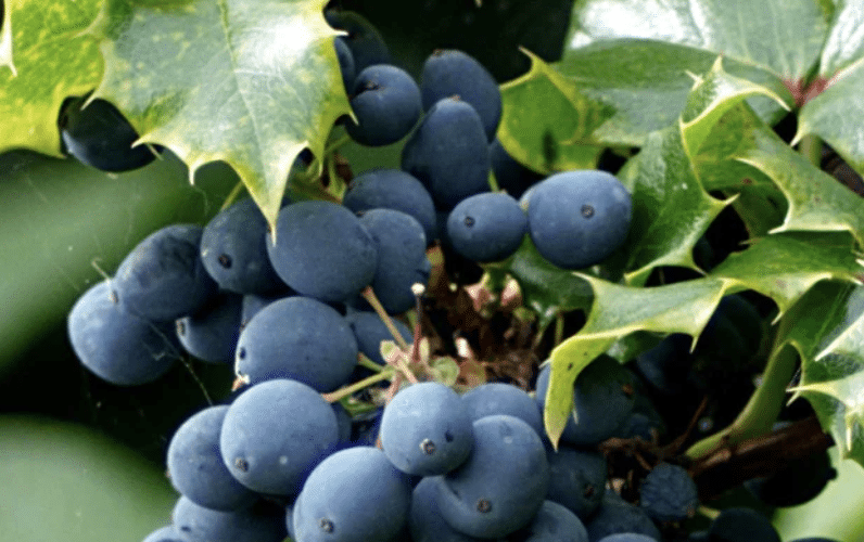 BERBERINE